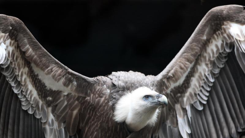 Ein Gänsegeier breitet in einem Volgelpark seine Flügel aus. Foto: Bodo Marks/Archivbild