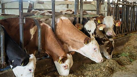 Es gibt keine offiziellen Zahlen dazu, wie viele Ochsen in Bayern gehalten werden. (Archivbild)