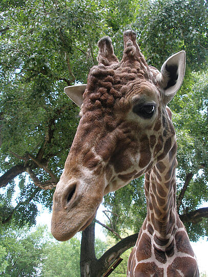 Schock im Mai 2015: Giraffenbulle Togo wird tot in seinem Stall gefunden.
