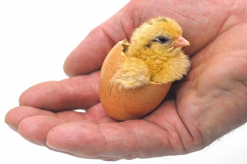 Ein Entenküken in misslicher Lage konnte durch beherztes Eingreifen gerettet werden. (Symbolfoto)