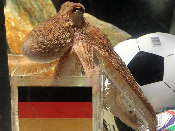 Ausgeorakelt: Krake Paul ist tot