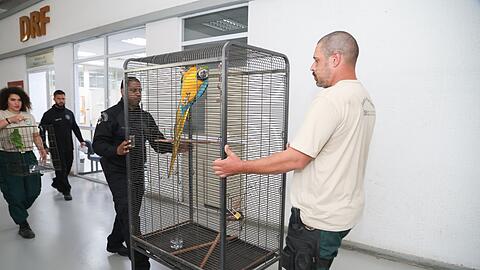 Laut Polizei bringt der Tierhandel der organisierten Kriminalität Millionen ein.
