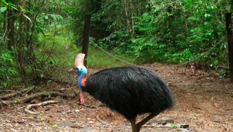 Kasuare können bis zu 1,70 Meter groß und 60 Kilogramm schwer werden.