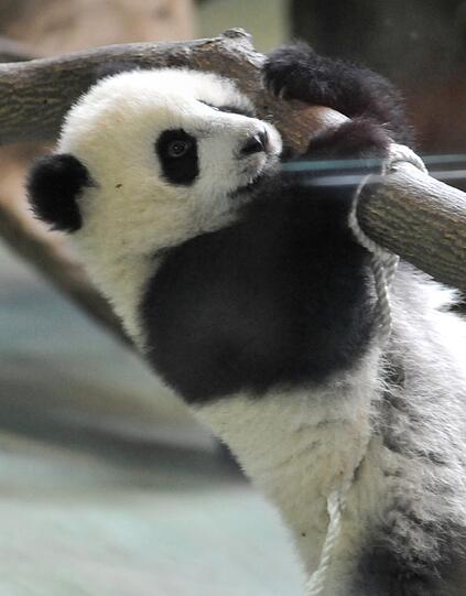 Zum ersten Mal vor Publikum: Die kleine "Yuan Zai" turnt durch das Gehege.