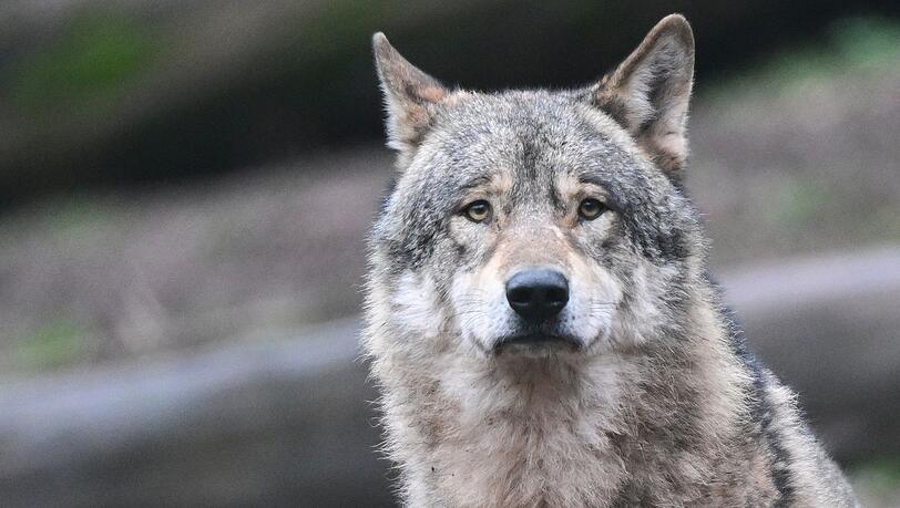 D&uuml;rfen W&ouml;lfe in der alpinen Region in Deutschland abgeschossen werden, obwohl sie noch kein Nutztier gerissen haben? Diese Frage m&uuml;ssen nun Richter in Augsburg kl&auml;ren. (Symbolbild)