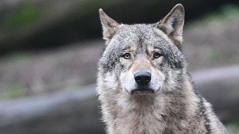 D&uuml;rfen W&ouml;lfe in der alpinen Region in Deutschland abgeschossen werden, obwohl sie noch kein Nutztier gerissen haben? Diese Frage m&uuml;ssen nun Richter in Augsburg kl&auml;ren. (Symbolbild)
