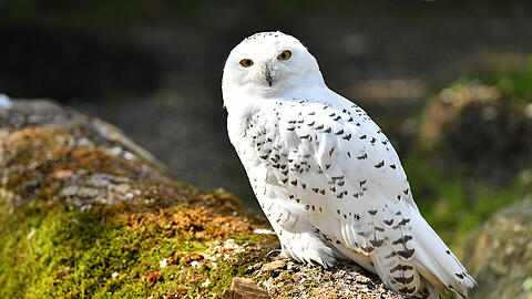 Die Schnee-Eule wurde von einem Raubvogel gerissen.