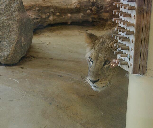 Zwei einjährige Löwenjungs wohnen seit einigen Tagen im Tierpark Hellabrunn. Und der TSV 1860 hat für sie eine Patenschaft übernommen. Klicken Sie durch die besten Aufnahmen von den verspielten Tieren!