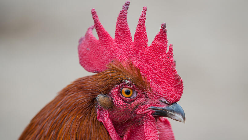 Ein tierischer Prozess um einen aggressiven Hahn ging vor dem OLG München in die zweite Runde.