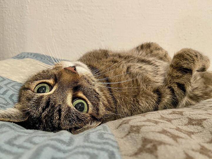 Felix