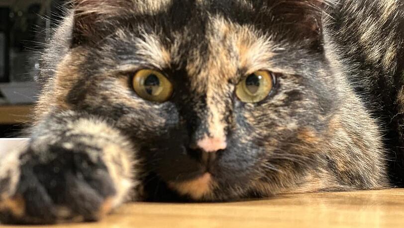 15 Monate lang ist für die Familie von Pepper ungewiss gewesen, ob die Katze noch am Leben ist.