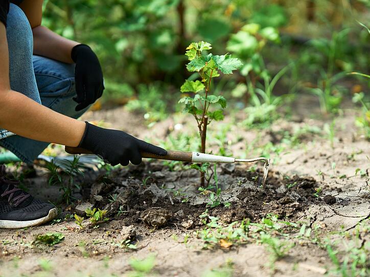 Nicht nur im Frühjahr, sondern auch im September ist Pflanzzeit: Stauden, Gehölze und Zwiebelblumen können nun in den noch warmen Boden gesetzt werden. So können sie in Ruhe Wurzeln schlagen, bevor die kalte Jahreszeit beginnt. Das Setzen von Narzissen-, Tulpen- oder Krokuszwiebeln ist denkbar unkompliziert - die Wirkung im Frühjahr hingegen groß, wenn ein buntes Blütenmeer entsteht. Nicht nur im Frühjahr, sondern auch im September ist Pflanzzeit: Stauden, Gehölze und Zwiebelblumen können nun in den noch warmen Boden gesetzt werden. So können sie in Ruhe Wurzeln schlagen, bevor die kalte Jahreszeit beginnt. Das Setzen von Narzissen-, Tulpen- oder Krokuszwiebeln ist denkbar unkompliziert - die Wirkung im Frühjahr hingegen groß, wenn ein buntes Blütenmeer entsteht.