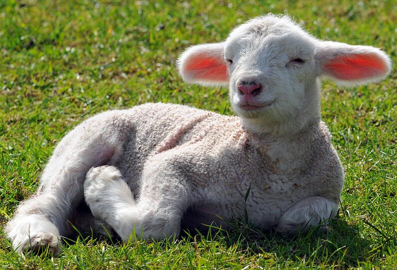 Im Freistaat leben etwa 200 000 Mutterschafe - hier genießt ein Lamm ein paar Sonnenstrahlen. Das Lamm ist das Sinnbild für den Opfertod Jesu.