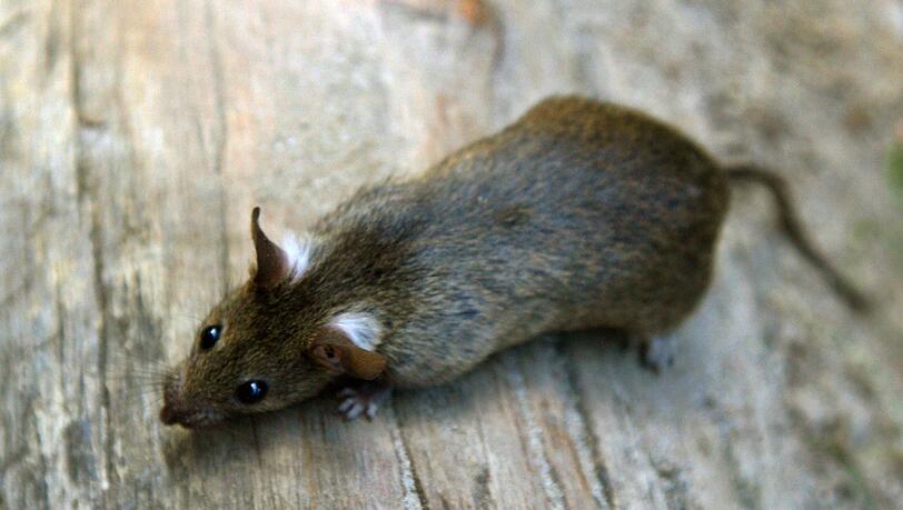 Im Norma-Zentrallager in Regenstauf sind Ratten festgestellt worden. (Symbolbild) Im Norma-Zentrallager in Regenstauf sind Ratten festgestellt worden. (Symbolbild)
