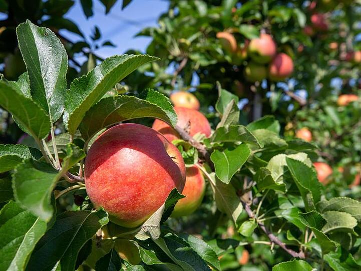 Äpfel hängen an Bäumen auf der Apfelplantage des Obstbaubetrieb Menzel bei der Saisoneröffnung. Foto: Daniel Schäfer/Archivbild
