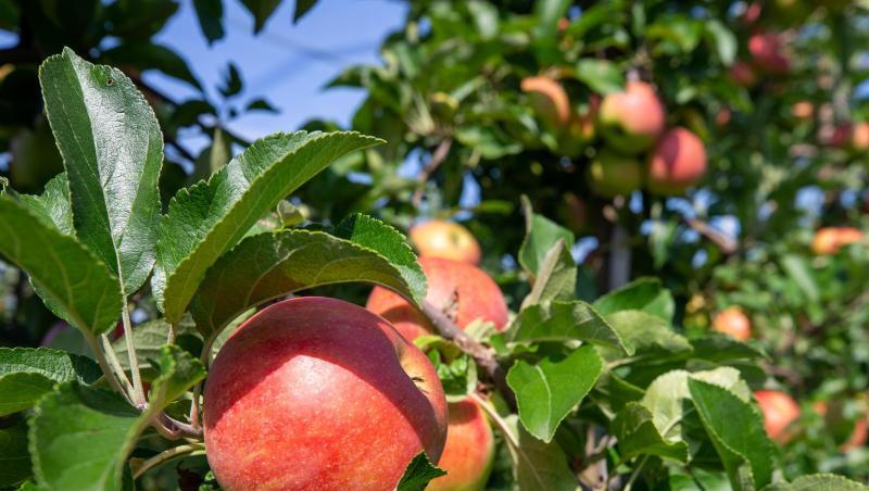 Äpfel hängen an Bäumen auf der Apfelplantage des Obstbaubetrieb Menzel bei der Saisoneröffnung. Foto: Daniel Schäfer/Archivbild Äpfel hängen an Bäumen auf der Apfelplantage des Obstbaubetrieb Menzel bei der Saisoneröffnung. Foto: Daniel Schäfer/Archivbild