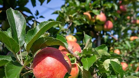 Äpfel hängen an Bäumen auf der Apfelplantage des Obstbaubetrieb Menzel bei der Saisoneröffnung. Foto: Daniel Schäfer/Archivbild