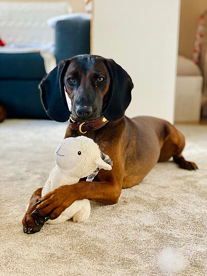 Heidi