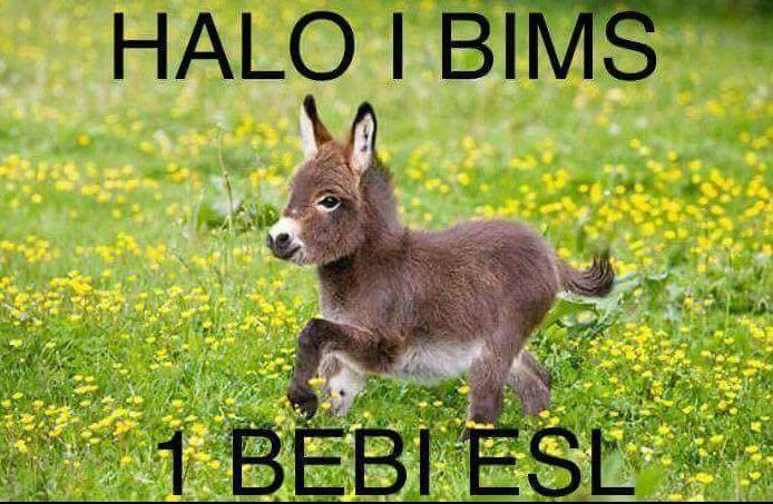 Ein Bebi Esl