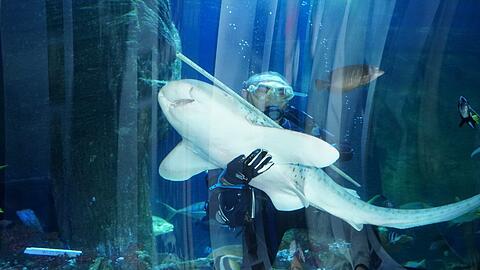 Wer ins Sealife will, kann aus mehreren Tickets wählen.
