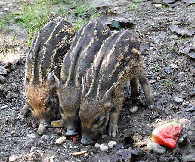 So süß: Die drei kleinen Pinselohrschweinchen sind die jüngsten Bewohner im Tierpark Hellabrunn.