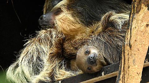 Das Faultier-Baby "Wyona" mit seinem Muttertier.