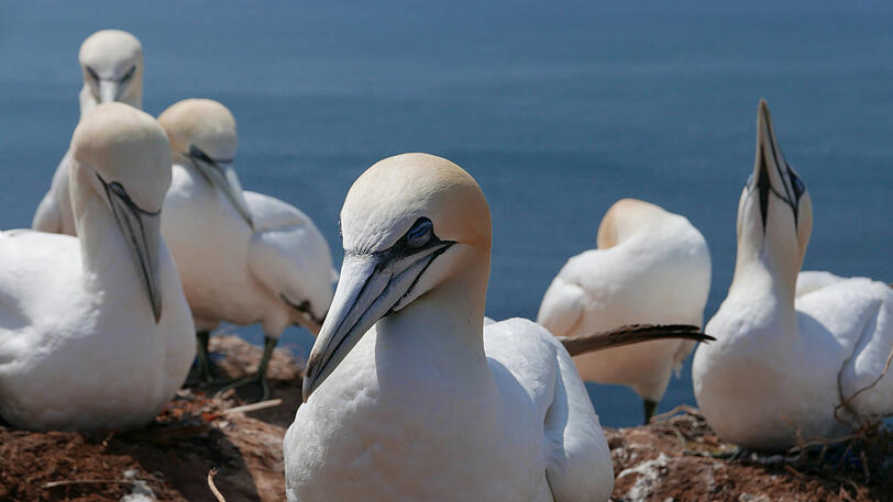 Eine Basstölpelkolonie auf Helgoland.