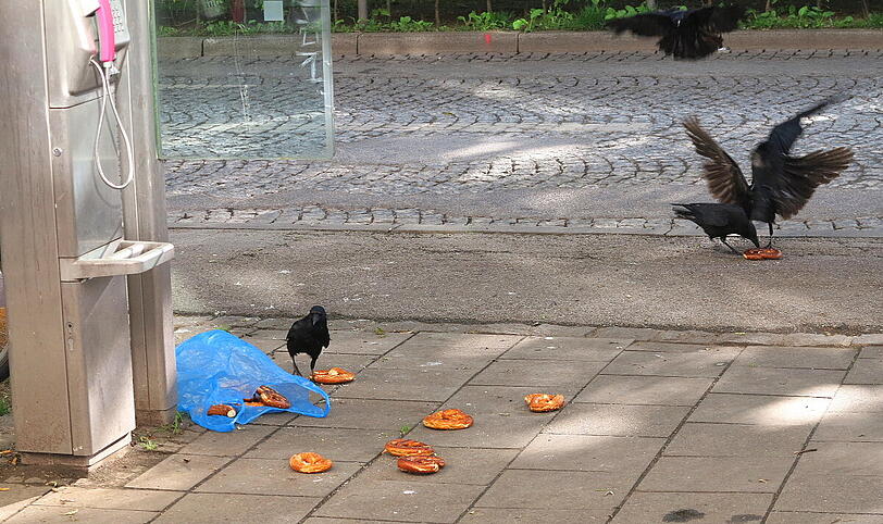 Morgens früh um acht am Orleansplatz: Jemand hat eine Tüte Brezn verloren, die Krähen freut's und AZ-Leser Djordje Matkovic hat's fotografiert.
