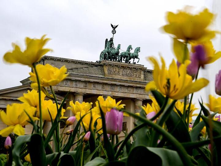 Blüten von Frühblühern wiegen sich im Wind vor dem Brandenburger Tor.