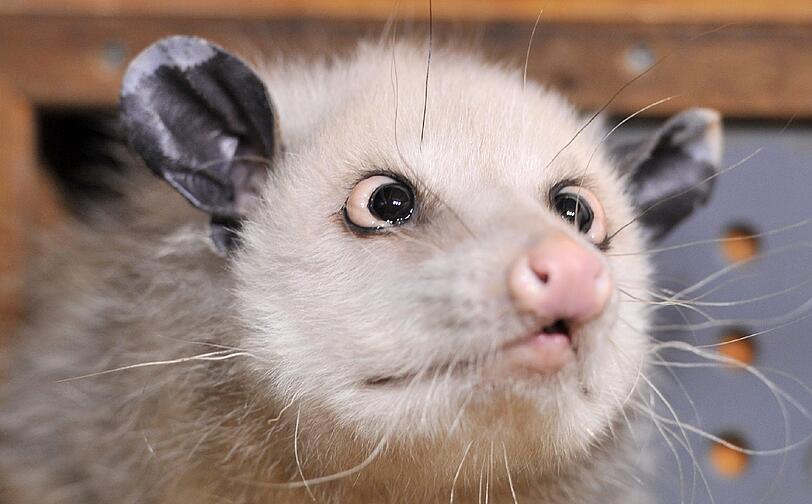 Das schielende Opossum Heidi machte 2011 Karriere. Ein US-Fernsehsender ließ die Beutelratte zur Oscar-Verleihung als Orakel die Preisträger voraussagen. Auf ihrer Facebook-Seite hatte sie mehrere hunderttausend Fans. Im September 2011 schläferte der Leipziger Zoo das an Altersschwäche leidende Tier ein.