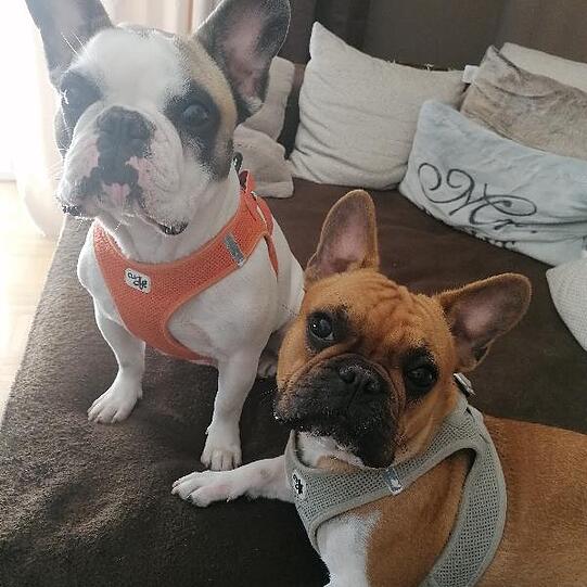 Roxy& Coco