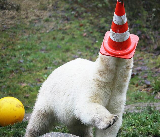 Die schönsten Bilder vom ersten Geburtstag der Münchner Eisbären-Zwillinge Nela und Noby mit ihrer Mutter Giovanna.