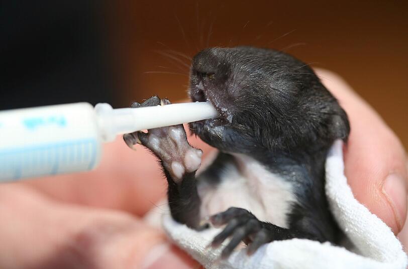 Das Eichhörnchen-Baby Hanni ist gestorben. Die Tierschützer konnten es nicht mehr retten.