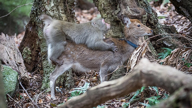 Ein Makaken-Männchen sitzt in Yakushima (Japan) auf dem Rücken einer Sikahirsch-Kuh.