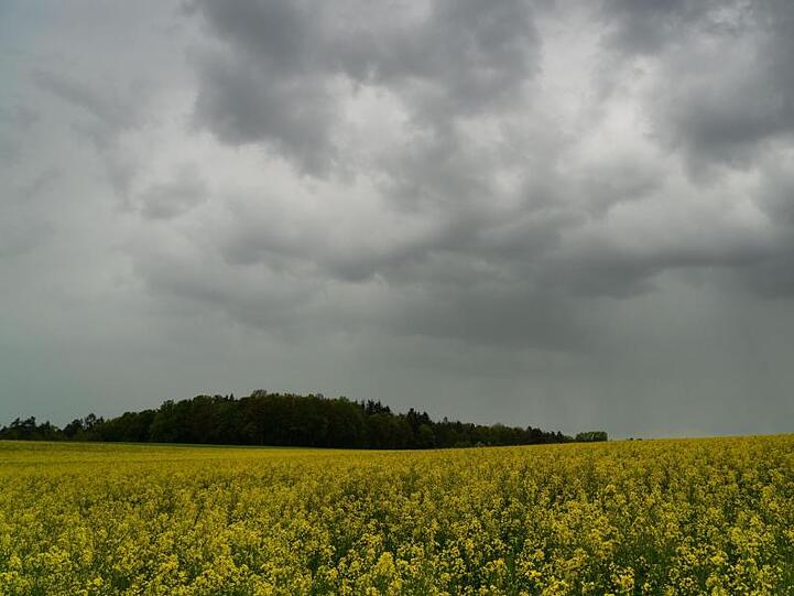 Dunkle Regenwolken ziehen über ein Rapsfeld hinweg. Foto: Nicolas Armer/dpa/Symbolbild