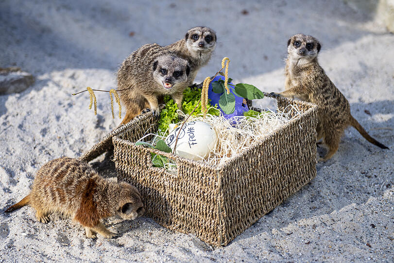 Die Erdmännchen kletterten kurzerhand in ihr Osternest, um besser an die Überraschungen zu gelangen.