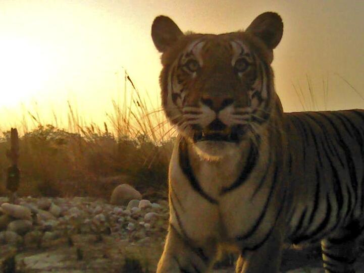 Ein Tiger steht vor einer automatischen Wildtierkamera in Nepal.