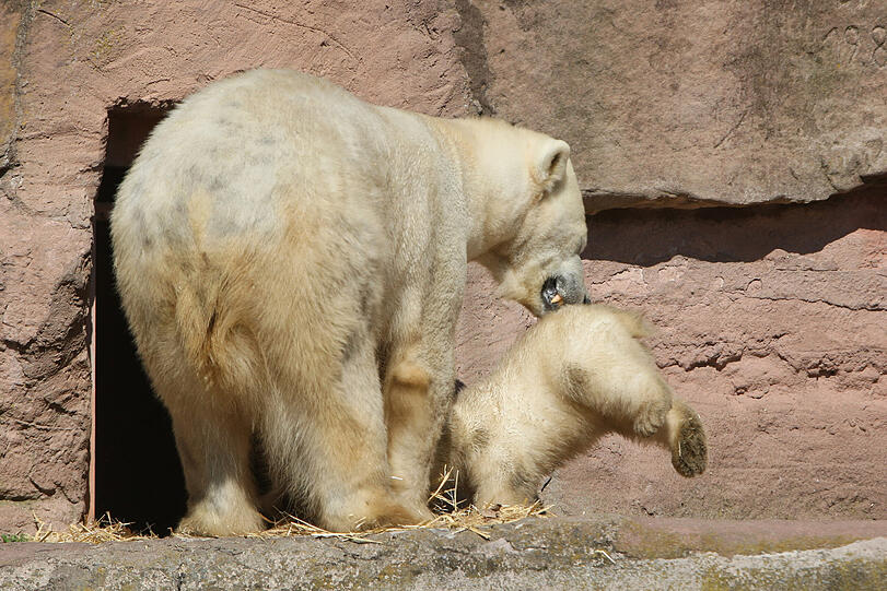 Unsere Eisbärchen Aleut und Gregor mit Mama Vera bei ihrem ersten Ausflug im Freigehege.
