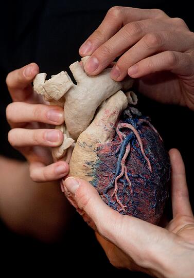 Blinde und Sehbehinderte erfühlen die Plastinate von Gunther von Hagens. Die Bilder.