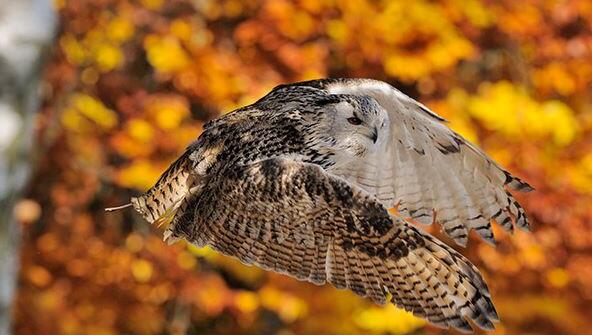 Wunderschöne Raubvögel sehen im Wildpark. Wunderschöne Raubvögel sehen im Wildpark.