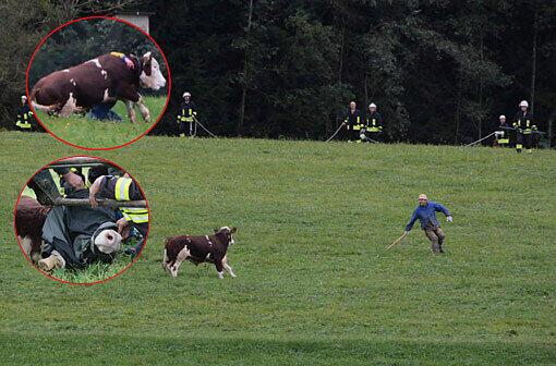 In einer spektakulären Aktion hat die Feuerwehr einen in der Nacht von Samstag auf Sonntag ausgebrochenen Stier wieder eingefangen - die Bilder.