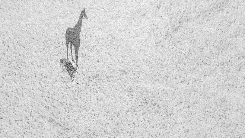 "Big Shadow" in der Kategorie Wildlife.
