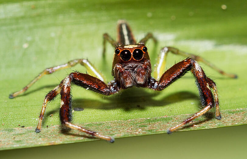 Eine tropische Springspinne: &bdquo;Schau mir in die Augen, Kleines&ldquo;.