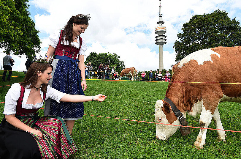 Almauftrieb am Olympiaberg: 15 Kühe marschierten auf die Wiese, im Tal gab's Musik und Käse.