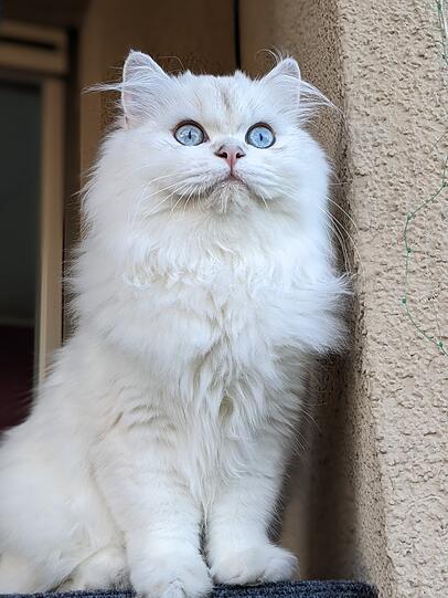 Lola