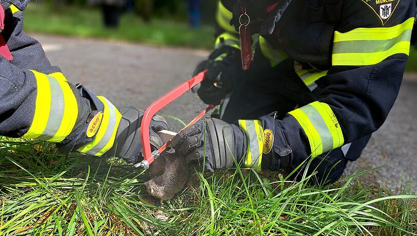 Siebenschläfer-Rettung in Pasing: Die Feuerwehrleute demontierten den Brutkasten und sägten ihn mit einer Bügelsäge an.