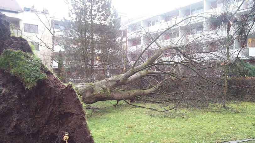 Das Unwetter brachte orkanartige Böen mit sich - der Sturm riss sogar ganze Bäume aus dem Boden, wie hier in einem Hof in Berg am Laim.