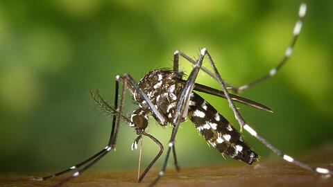 Die Tigermücke kann das Denguevirus hervorrufen.
