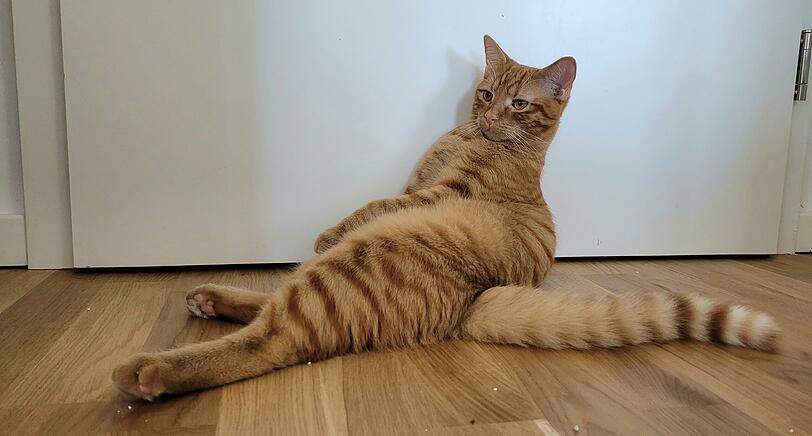Kimba