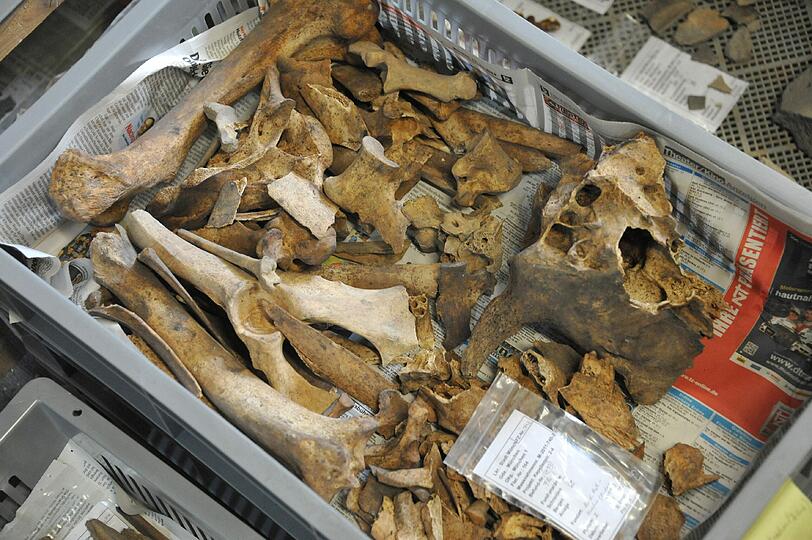 Ein Tierfriedhof? Nicht ganz: Bei diesen Knochen handelt es sich um Küchenabfälle.